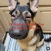 Yo després de decir que no esta llorando