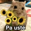 Pa usté わをん