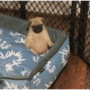Cachorros engraçados 🐶❤️ 5
