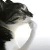 Kitty cats 2 27