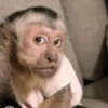 Macacos só reações 🤣🙈 8