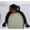 Pinguino nojado 11
