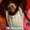 🐒 Macaco Direto e Sincero 25