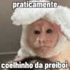 🐒 Macaco Direto e Sincero 30
