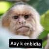 Macacos 12