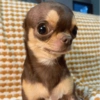 Chihuahua  15 😊