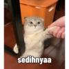 Kucing 5