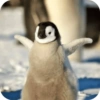 Pingüino Shitpost 😈 15