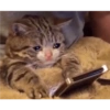 Gato shitpost 18