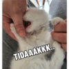 Yukki - kucing tengil pt.1 13