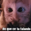 🐒 Macaco Direto e Sincero 18