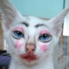 ❤️🐱Michitos reacciones🐱❤️ 15