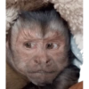 Monkys 3000 🐒 9