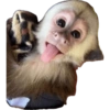 Macaquinhos memes  11 😝