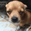 Chihuahua  10 😴