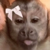 Chico meme  5