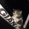 Gatos llorando 27