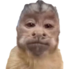 Macaquinhos memes  5 😒