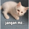 Yukki - kucing tengil pt.1 30
