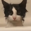 Katsdz 16