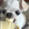 Chihuahua  12 🍌