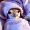 Chihuahua  7 🛌