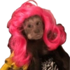 Macaquinhos memes  8 💇