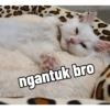 Yukki - kucing tengil pt.1 11