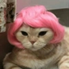 😎 Gatitos pa chatear 😎 2 9