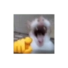Kucing 16