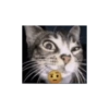 Kucing 20