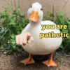 Reações + patinhos 🦆 12