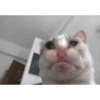 Gatos llorando 13