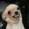 Chihuahua  5 😬