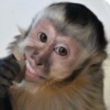 MACAQUINHOS 🙊🙉🙈 12