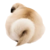 Doggies Moods 7