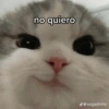 no quiero @saigadinho