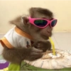 Macaquinhos memes  6 😎