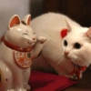 ꒰ა tomate cat ໒꒱ ‧ + extras 6