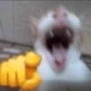 Cats 🐱 13