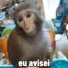 🐒 Macaco Direto e Sincero 22