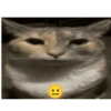 Gato shitpost 25