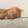 Gatitos tristes 19