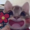 Kucing lucu 5
