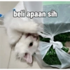 Yukki - kucing tengil pt.1 21