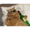 Cats 🐱 7