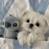 🐕  Perros  Cute 💕 24