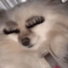 Cachorro memes 9
