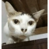 Kucing 15