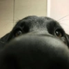 Perritos VARIADITOS! 🐕🐾 13
